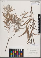 Foto von Salix exigua subsp. interior (Rowlee) Cronquist